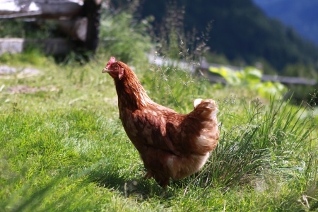 Treats For Your Free Range Chickens